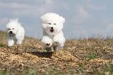 BICHON FRISE 128